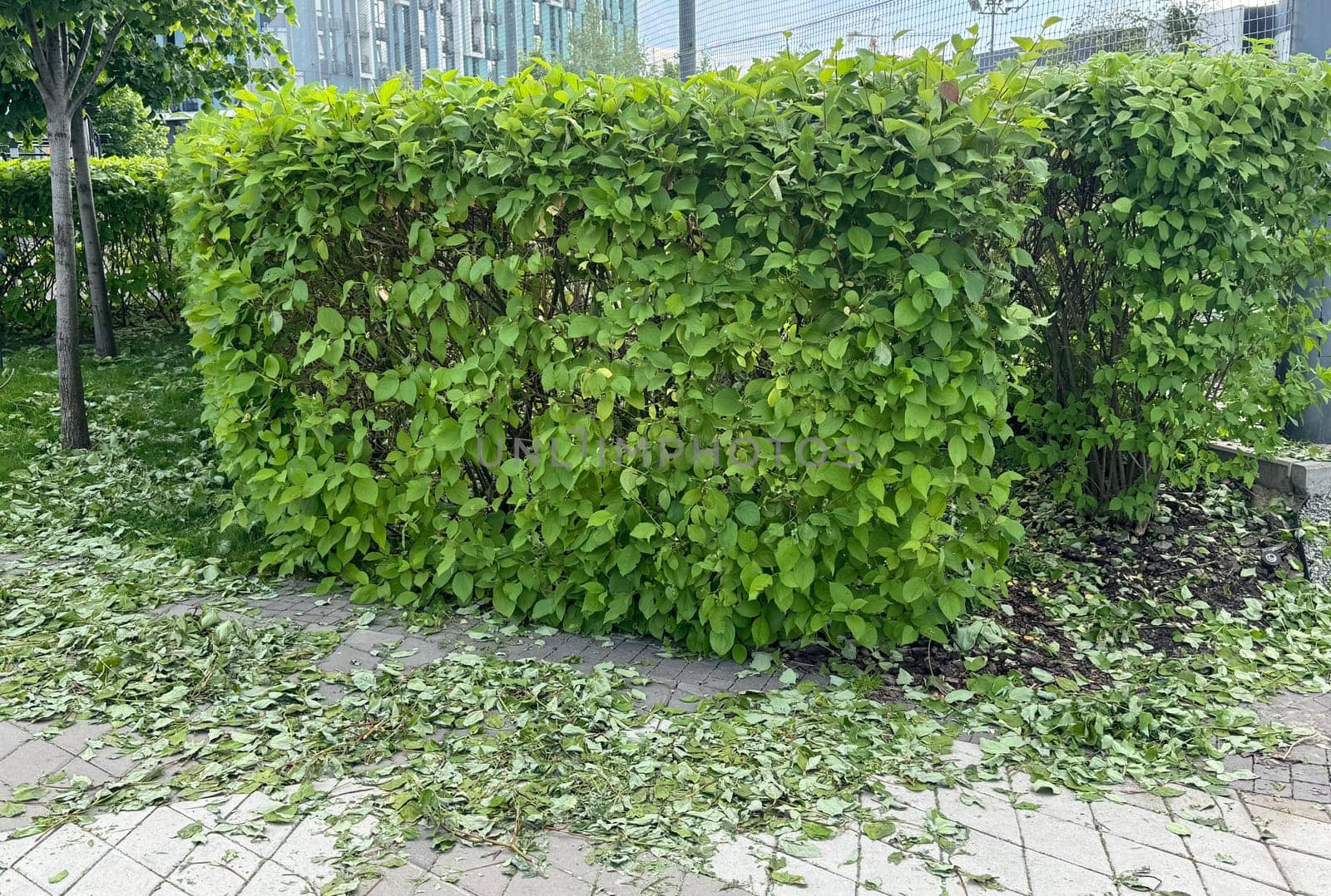 a trimmed hedge with leaves left in a circle on the pavement . High quality photo