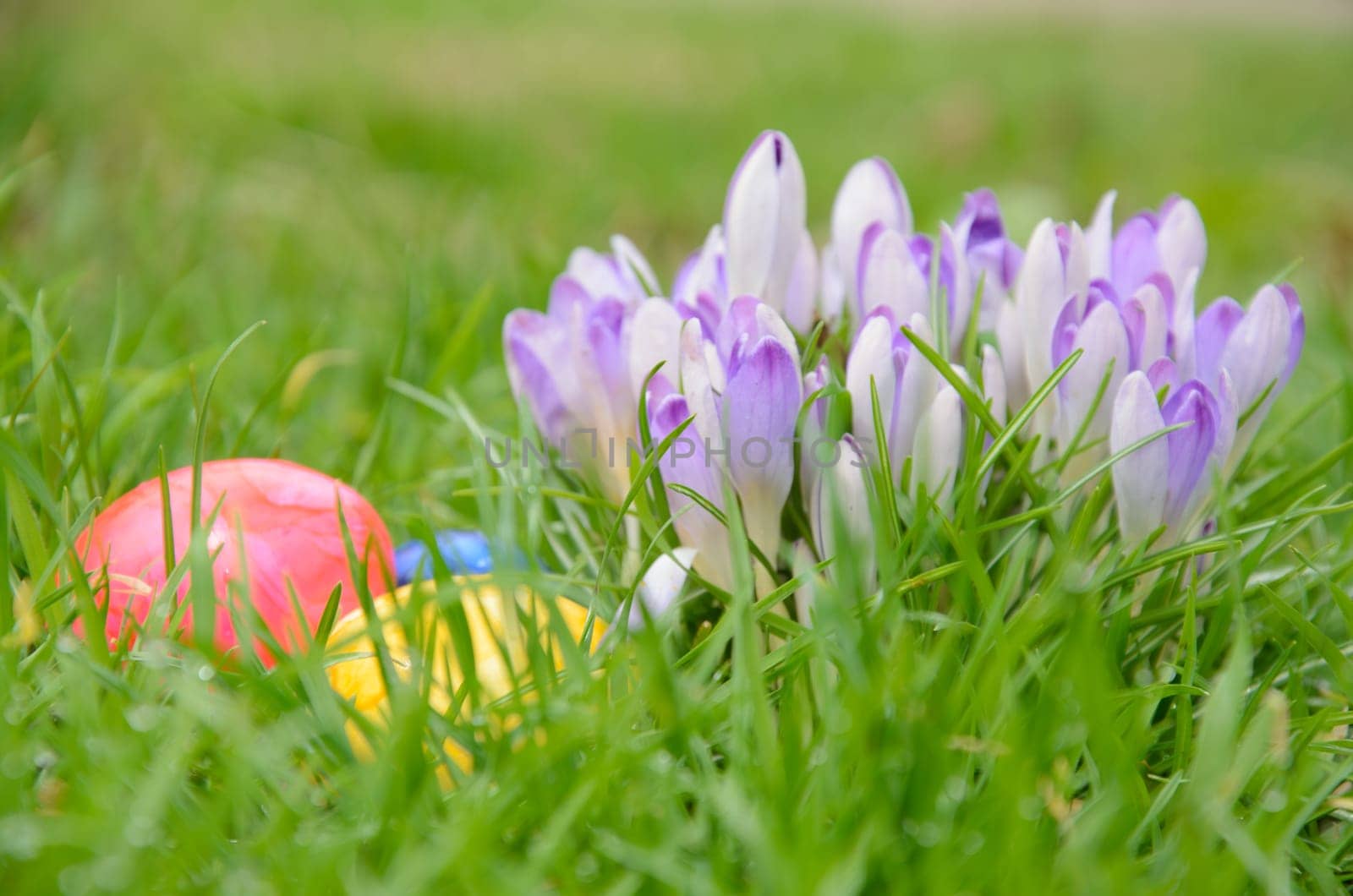 Red, yellow and green Easter eggs lie in the green grass next to purple crocuses.