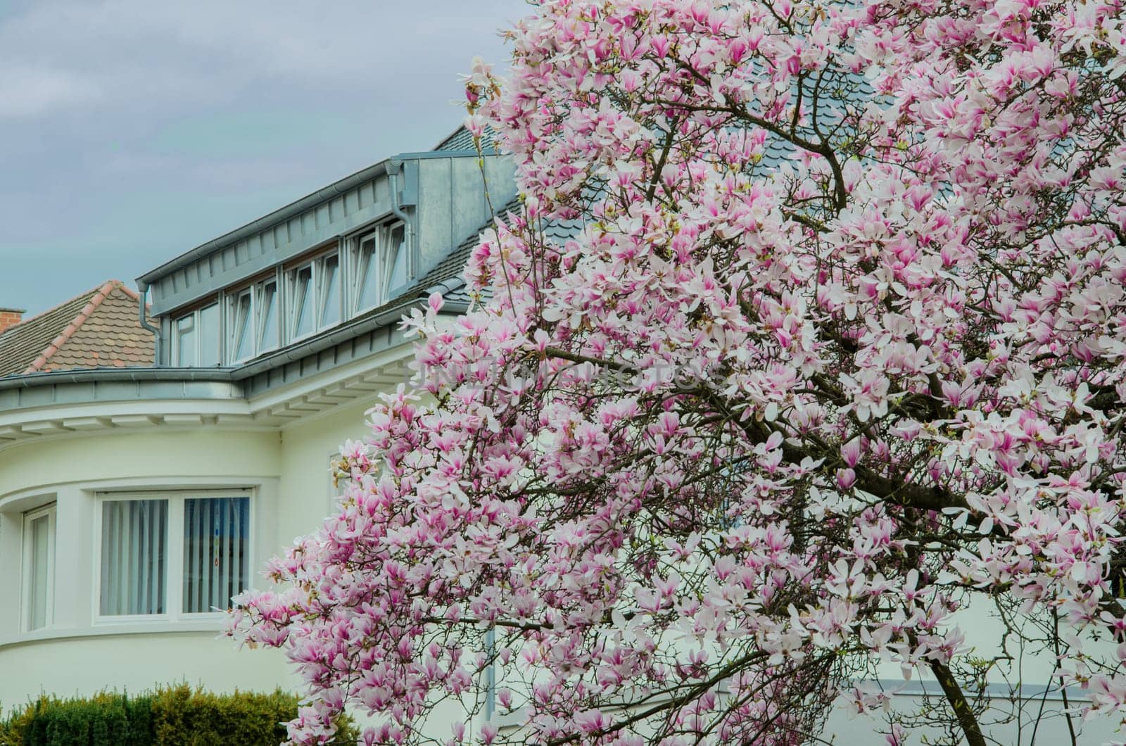 Flowering magnolia tree on the background of white building. Magnificent magnolia flower in full bloom, flooded with soft light of an overcast day.