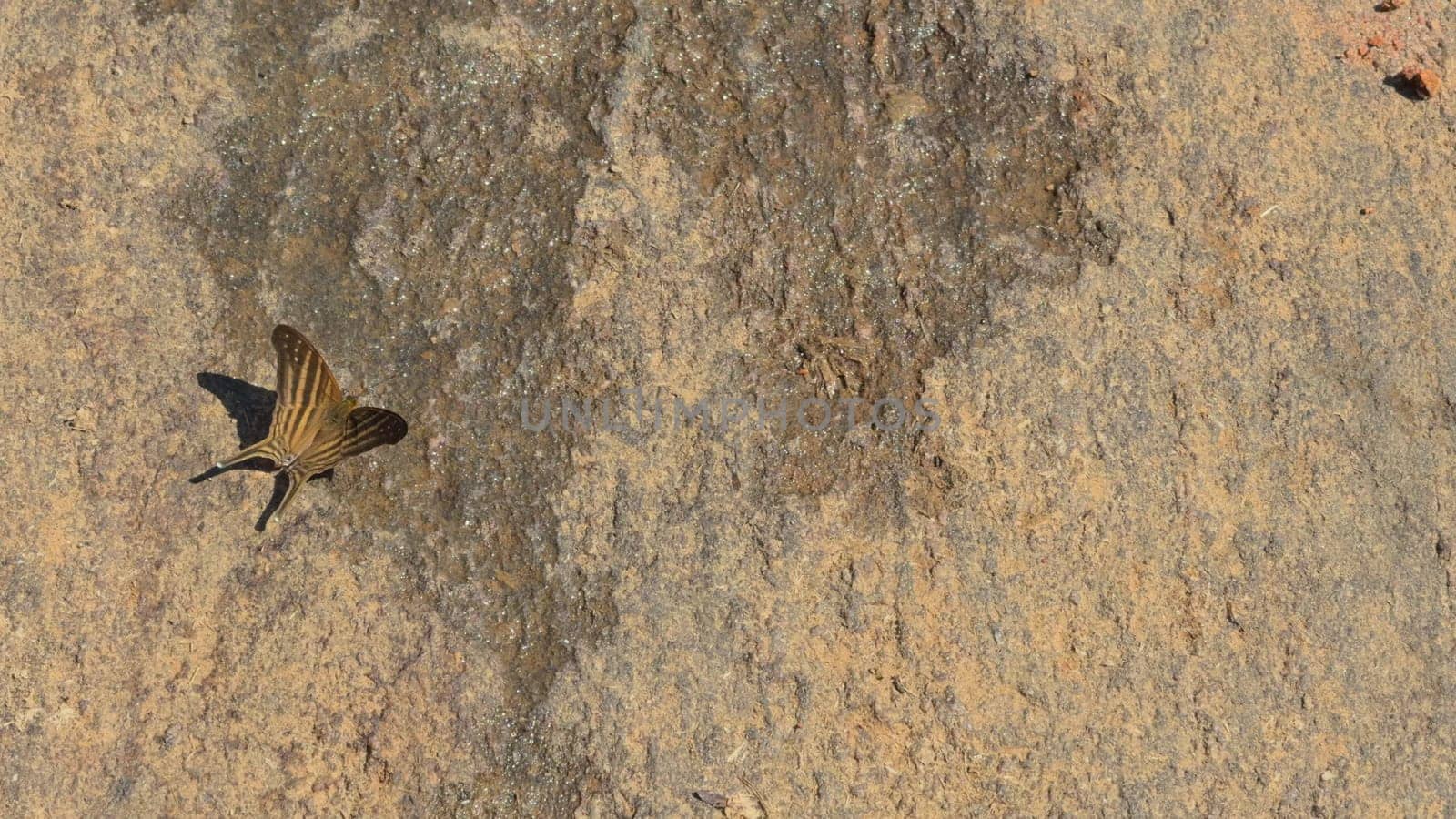 A close-up video shows a butterfly fluttering its wings and walking on a sunlit rock, leaving space for text.