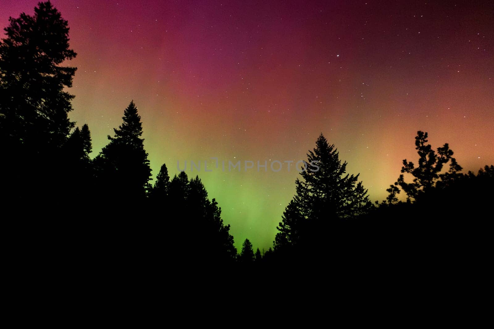 northern lights above a forest that happened during a G5 solar storm on 5/11/2024