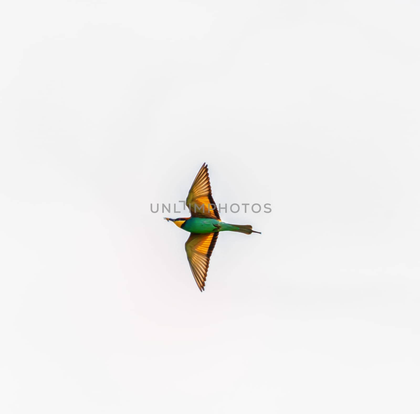 European bee-eater bird, Merops Apiaster, flight open wings, Geneva, Switzerland by Elenaphotos21