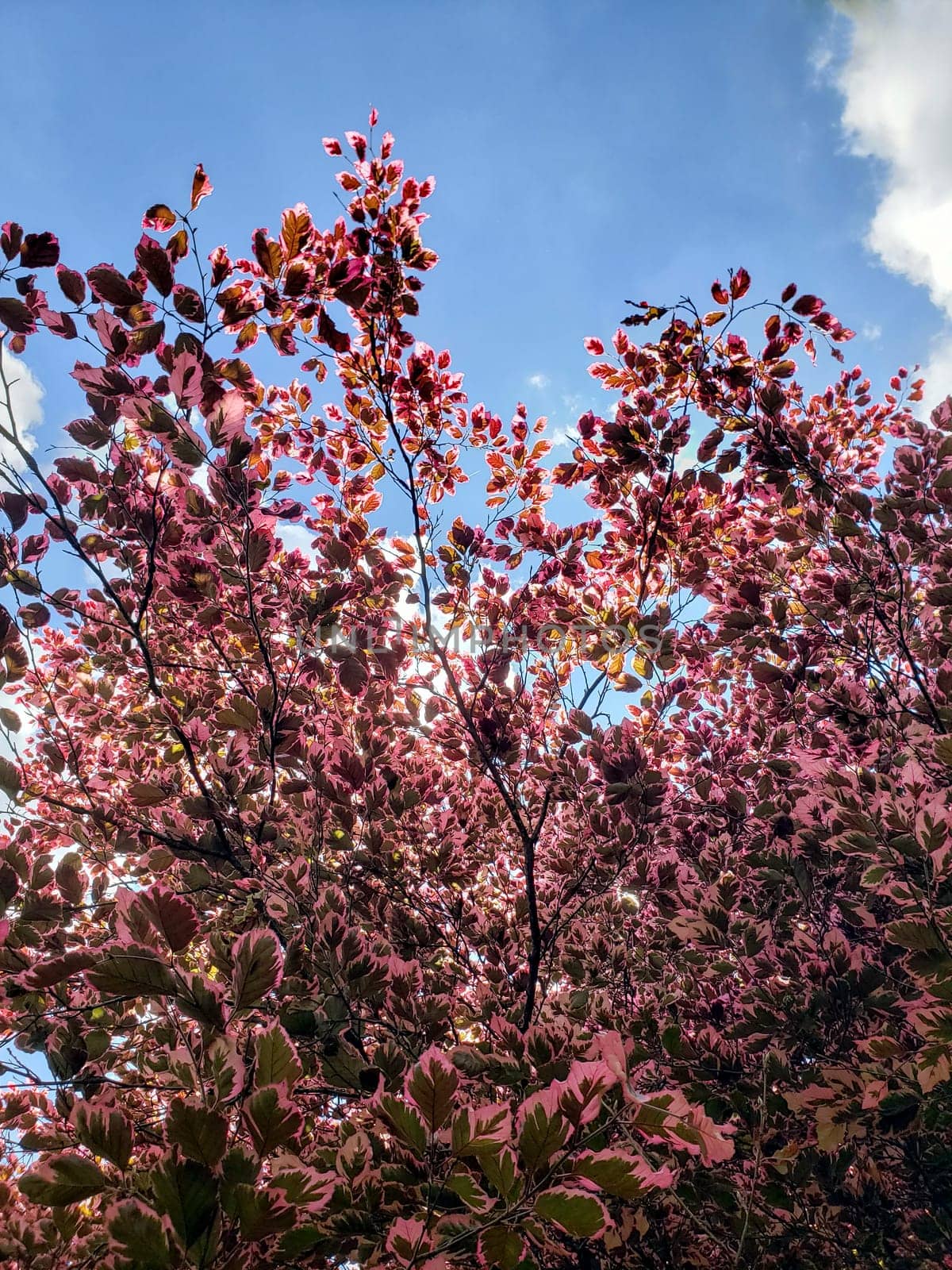 Tricolor Beech Tree (Fagus sylvatica) Seen During a Sunny Day