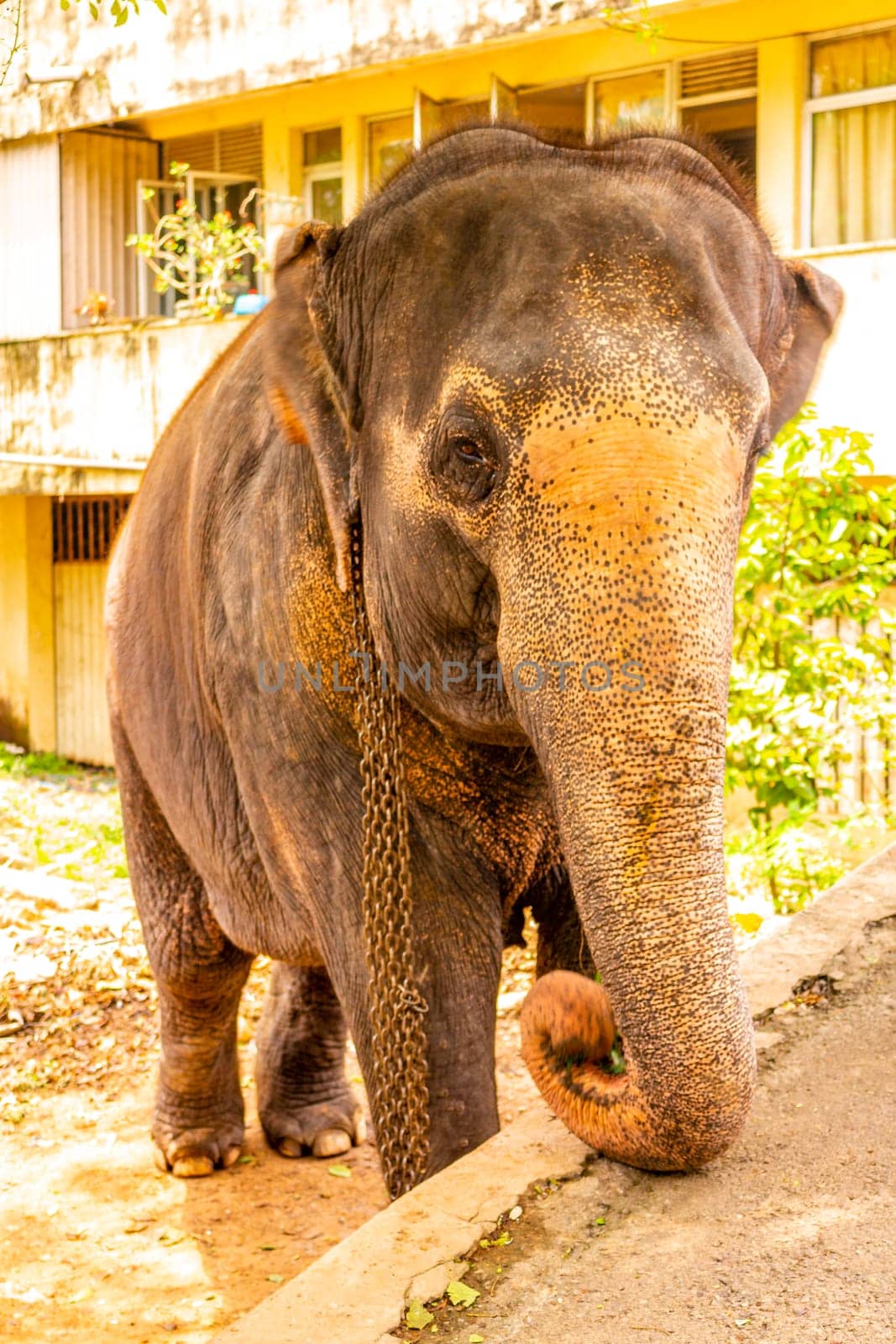 Sri Lanka temple elephant Elephant rides Bentota Beach Sri Lanka. by Arkadij