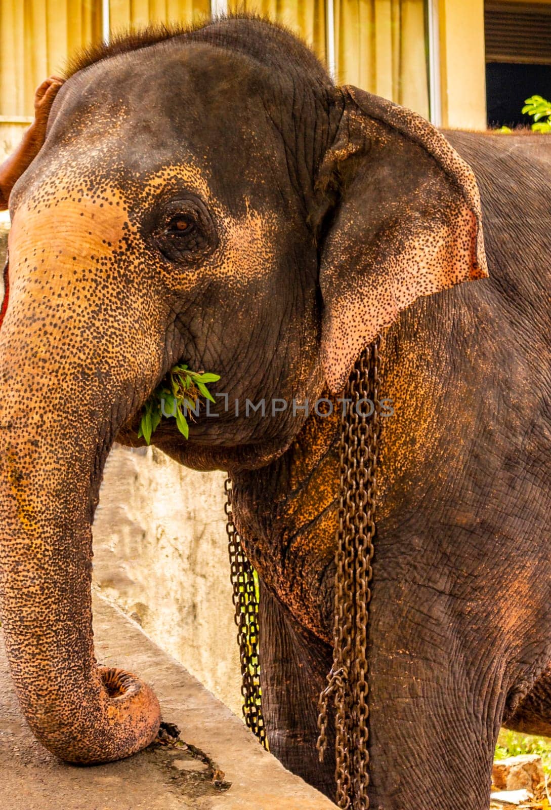 Sri Lanka temple elephant Elephant rides Bentota Beach Sri Lanka. by Arkadij