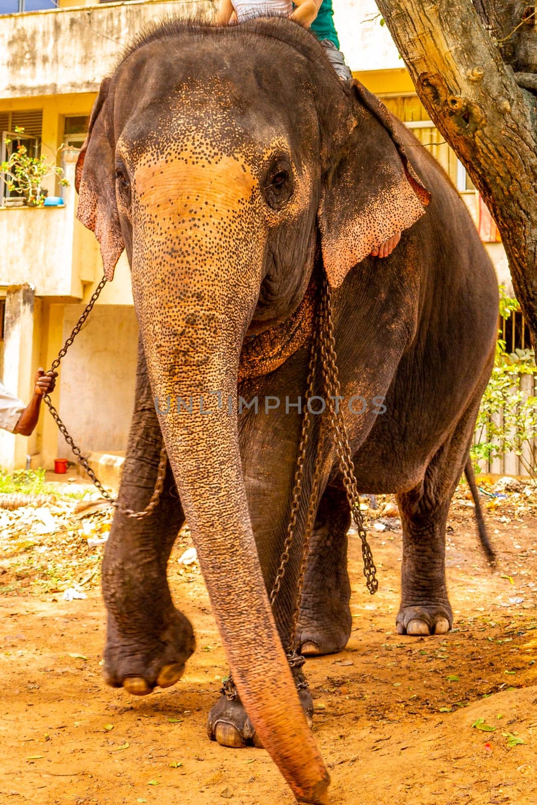 Sri Lanka temple elephant Elephant rides Bentota Beach Sri Lanka. by Arkadij