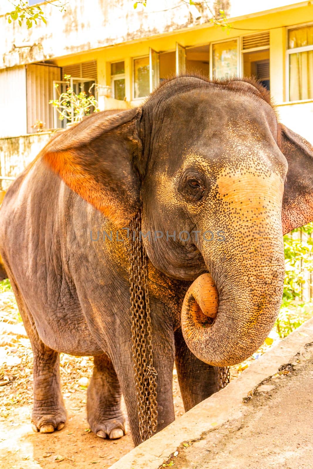 Sri Lanka temple elephant in chains for Elephant rides in Bentota Beach Galle District Southern Province Sri Lanka.