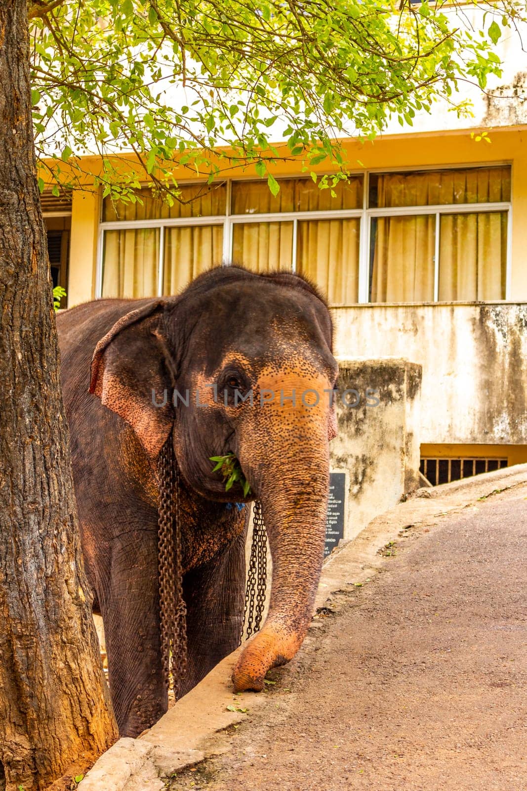 Sri Lanka temple elephant Elephant rides Bentota Beach Sri Lanka. by Arkadij