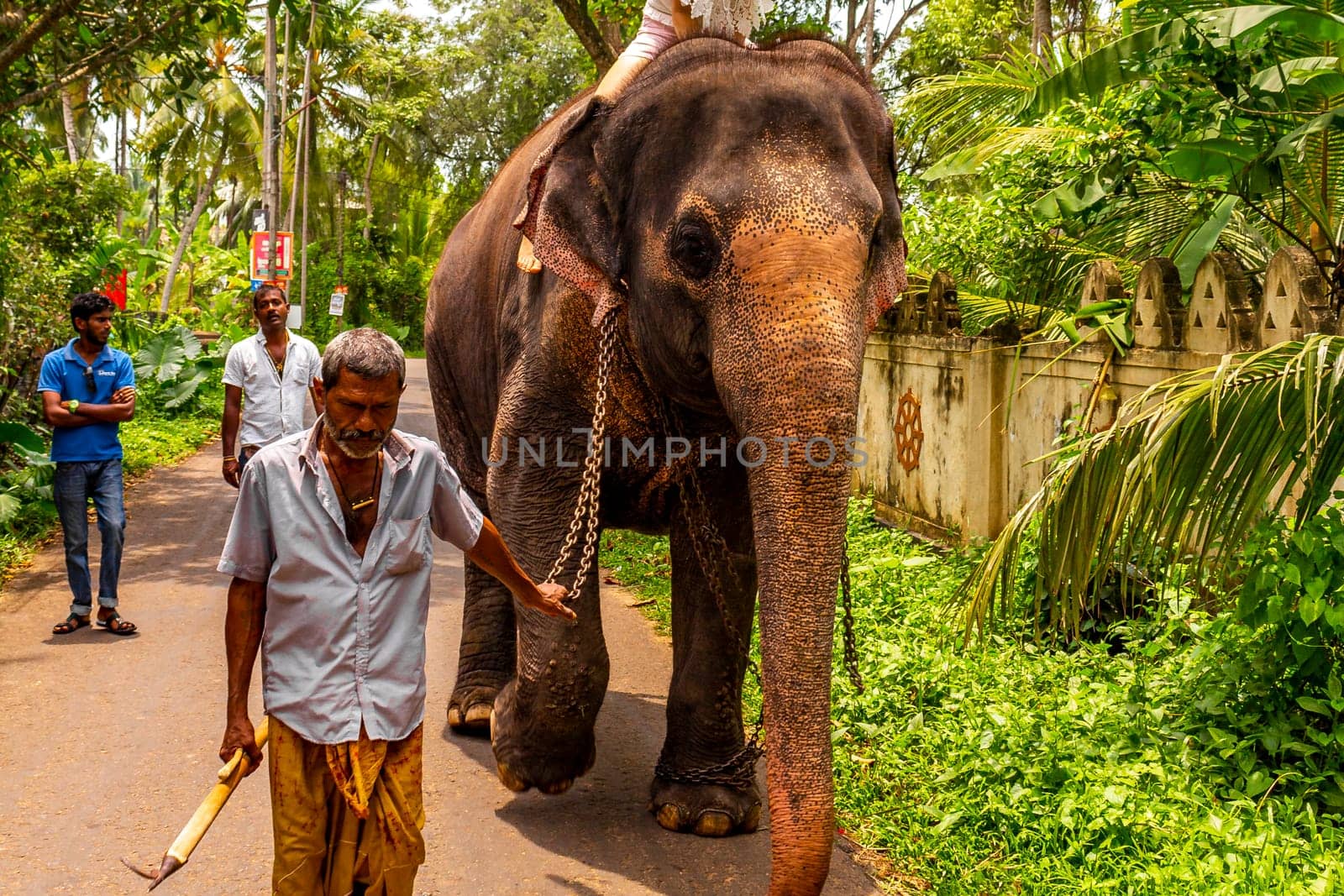 Sri Lanka temple elephant in chains for Elephant rides in Bentota Beach Galle District Southern Province Sri Lanka.