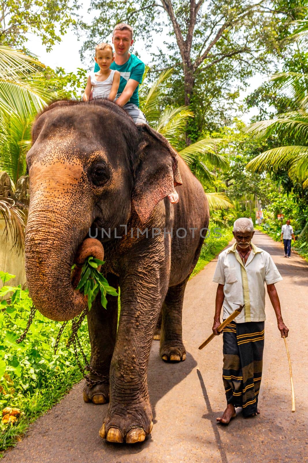 Sri Lanka temple elephant in chains for Elephant rides in Bentota Beach Galle District Southern Province Sri Lanka.