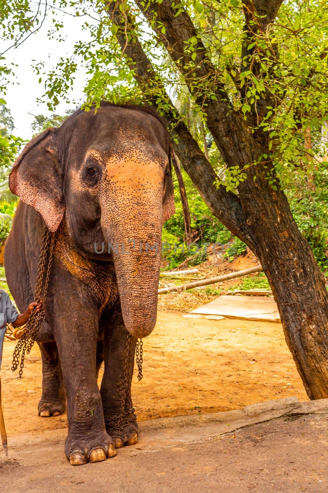 Sri Lanka temple elephant in chains for Elephant rides in Bentota Beach Galle District Southern Province Sri Lanka.