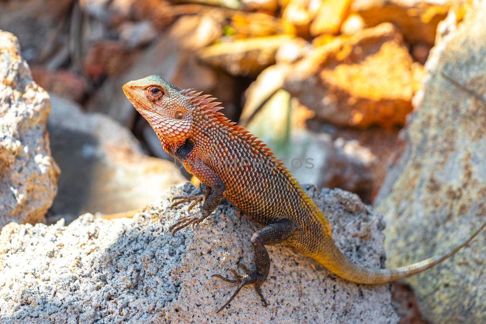 Lizard chameleon iguana with spikes on its back on a rock in Mirissa Beach Matara District Southern Province Sri Lanka.