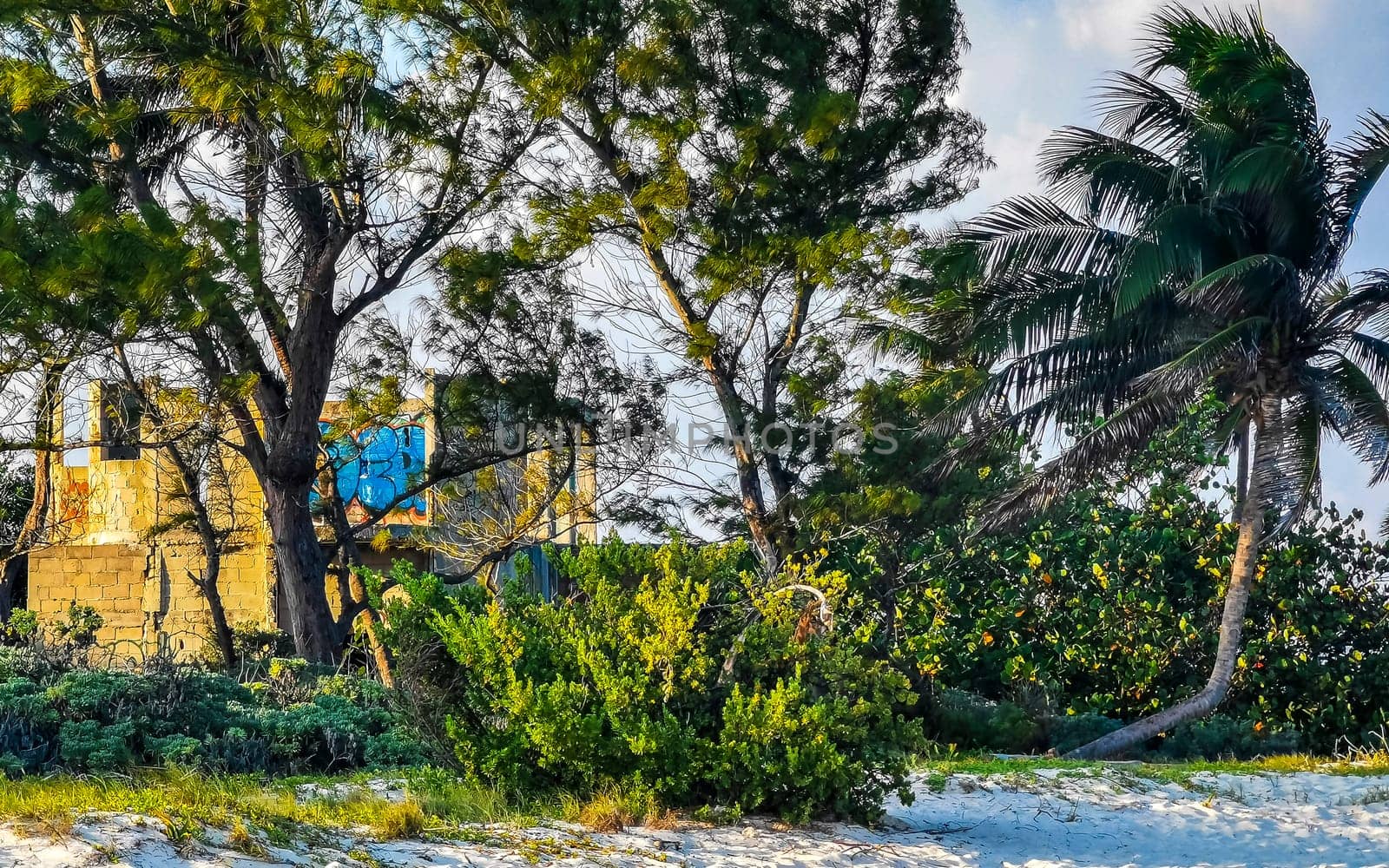 Tropical mexican caribbean beach nature with plants palm trees and fir trees in jungle forest nature with  blue sky and beach sand in Playa del Carmen Quintana Roo Mexico.