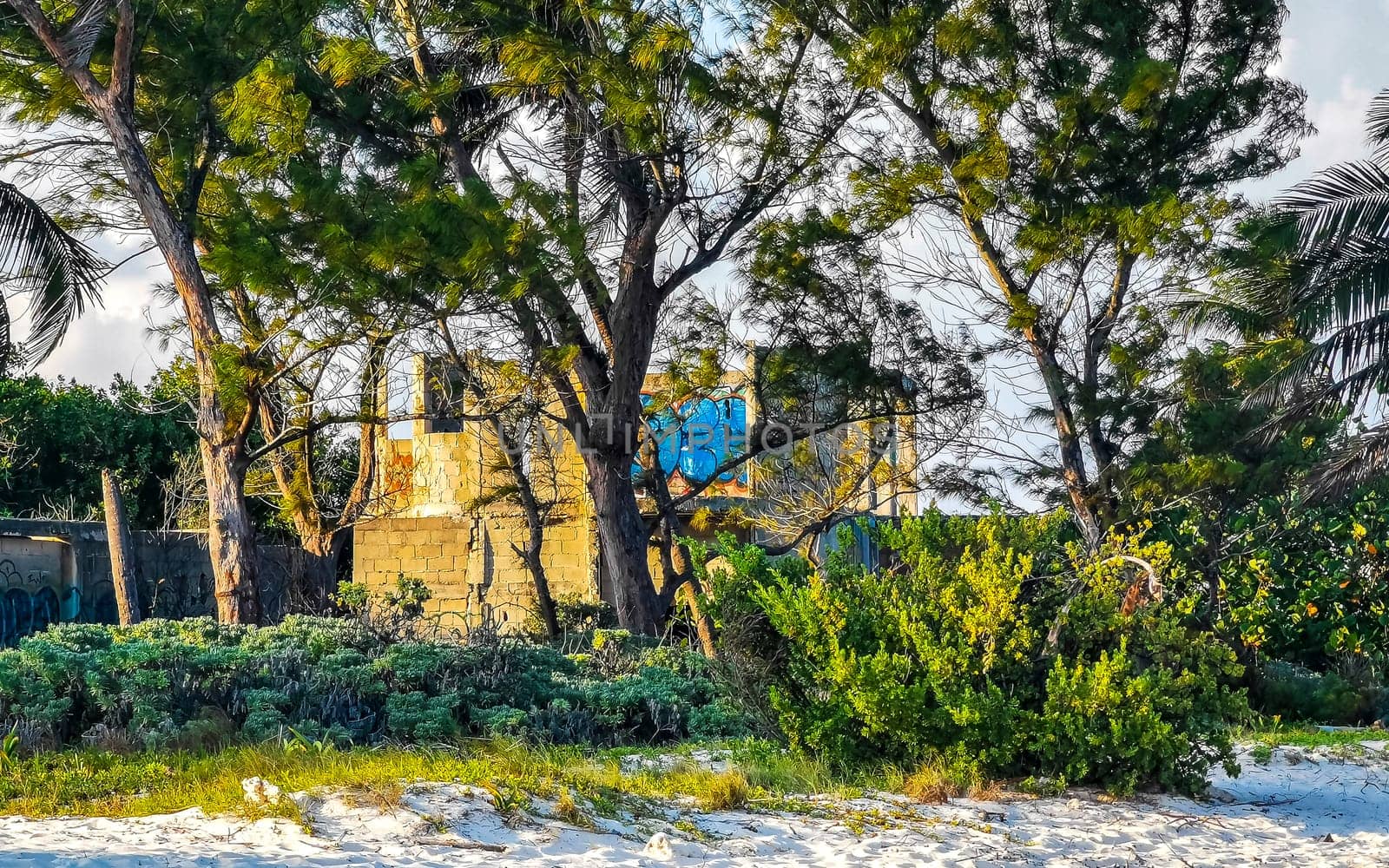 Tropical mexican caribbean beach nature with plants palm trees and fir trees in jungle forest nature with  blue sky and beach sand in Playa del Carmen Quintana Roo Mexico.