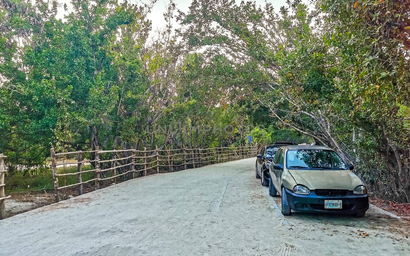 Path road and trail in the tropical nature jungle in Playa del Carmen Quintana Roo Mexico.