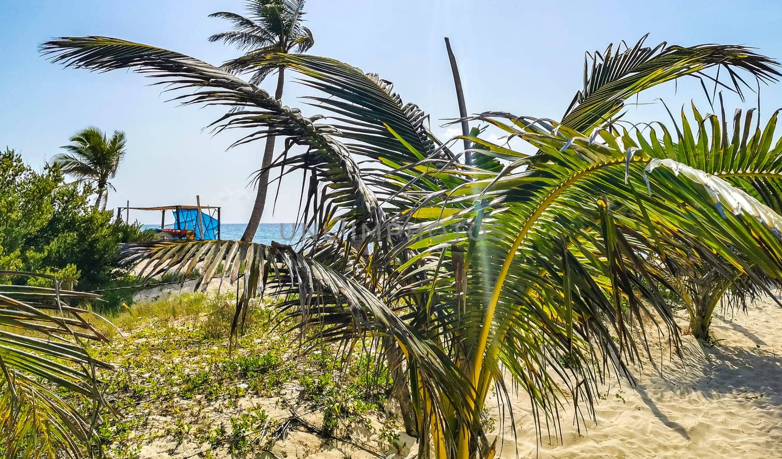 Beautiful tropical palm tree palms trees species blue sky Mexico. by Arkadij