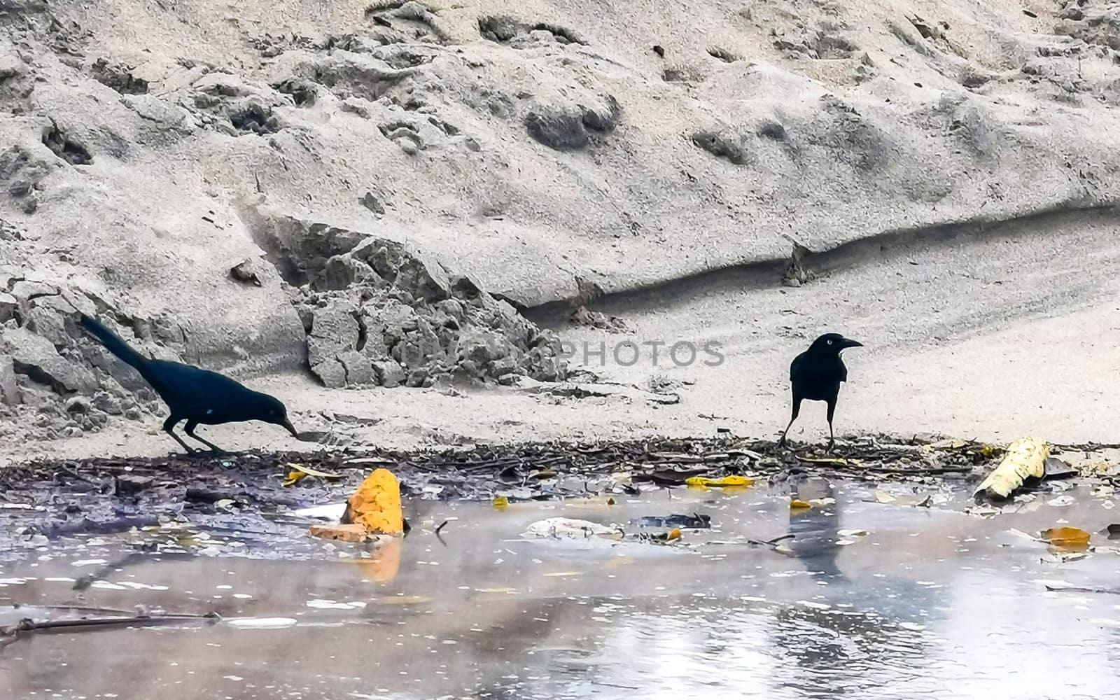 Great tailed Grackle birds looking search for food on a polluted beach in the tropical nature in Zicatela Puerto Escondido Oaxaca Mexico.