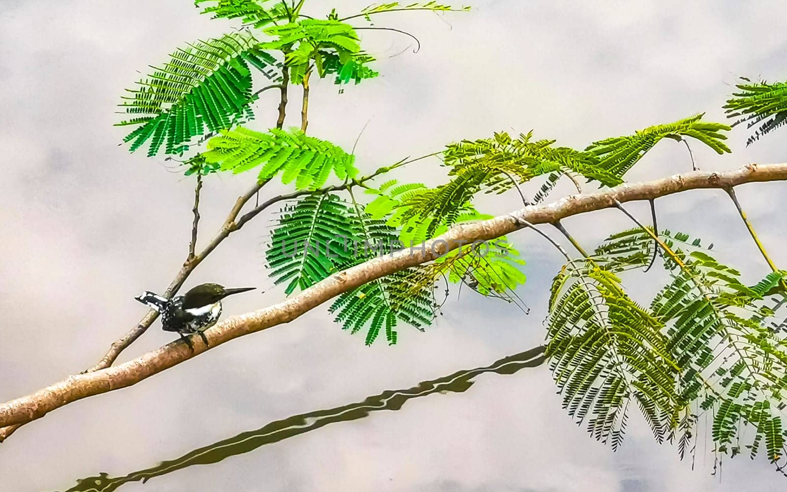 Green Kingfisher on branch in Puerto Escondido Mexico. by Arkadij