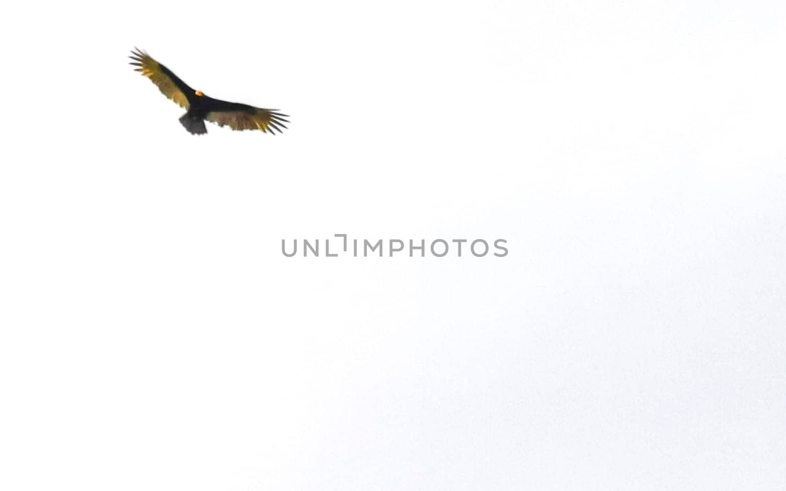 Flying vulture eagle bird of prey in blue sky Mexico. by Arkadij