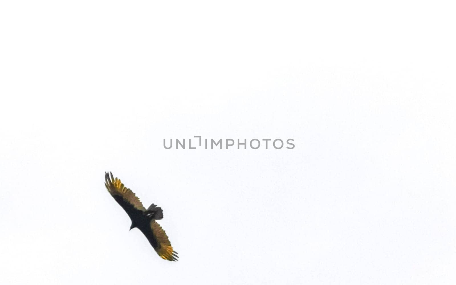 Flying vulture eagle bird of prey in blue sky Mexico. by Arkadij