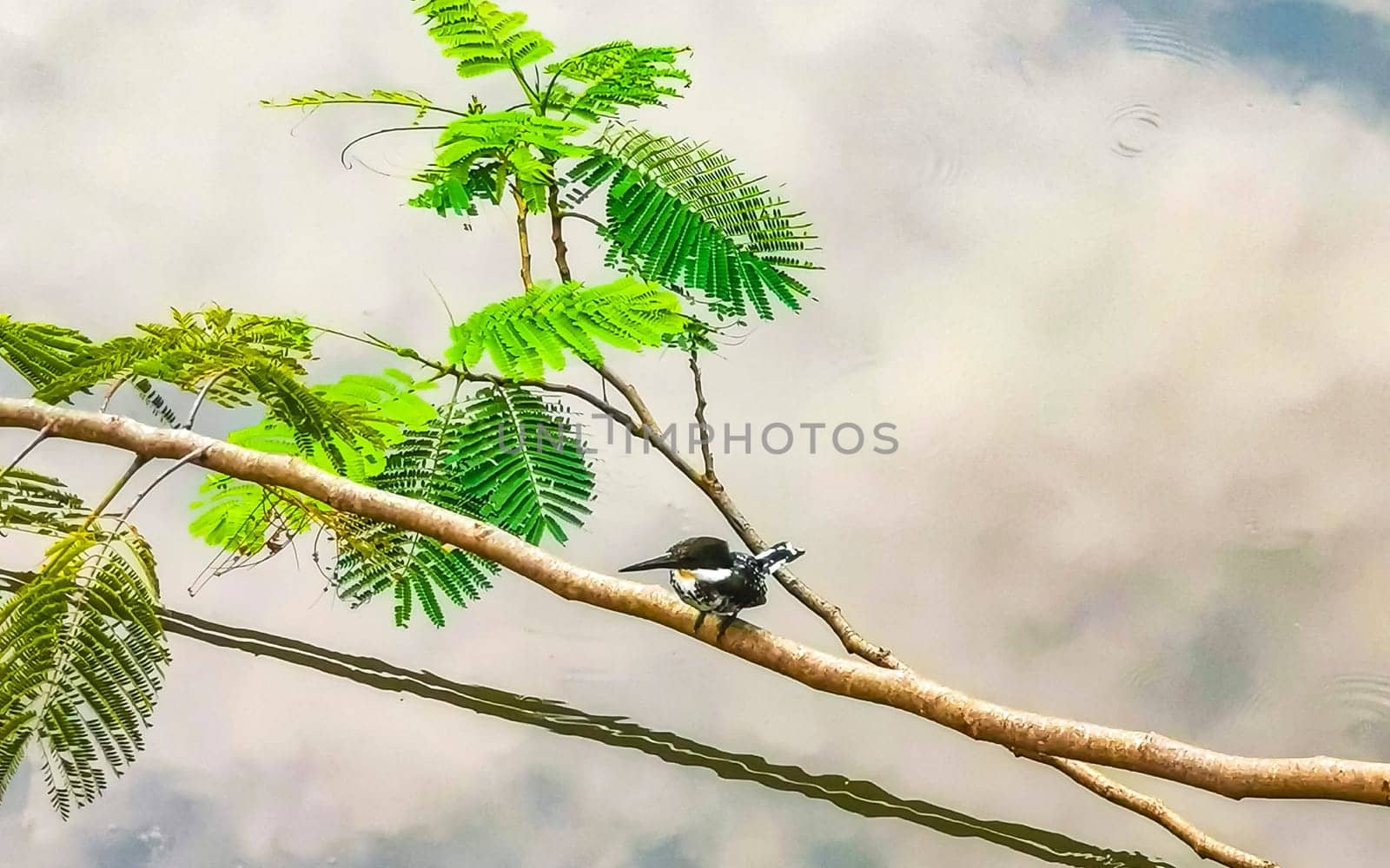 Green Kingfisher on branch in Zicatela Puerto Escondido Oaxaca Mexico.