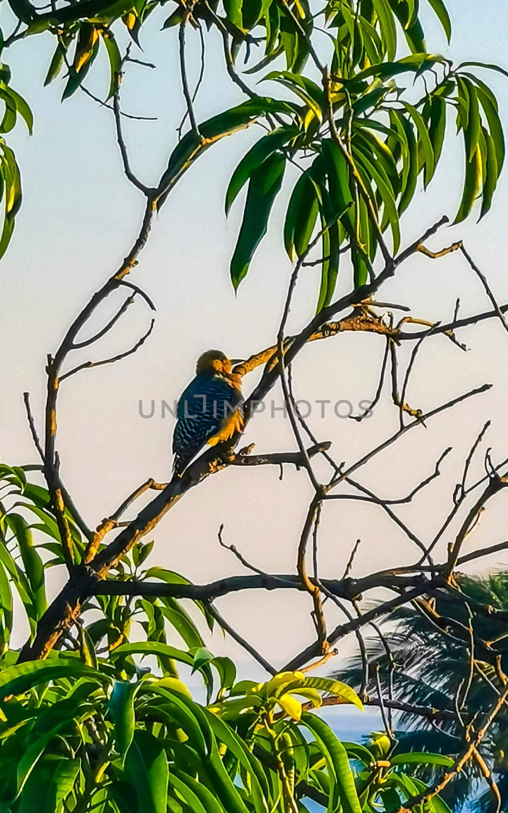 Mexican red headed woodpecker on a tree by the sea Mexico. by Arkadij