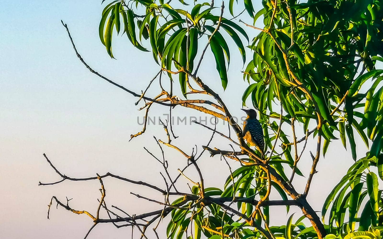 Mexican red headed woodpecker on a tree by the sea Mexico. by Arkadij