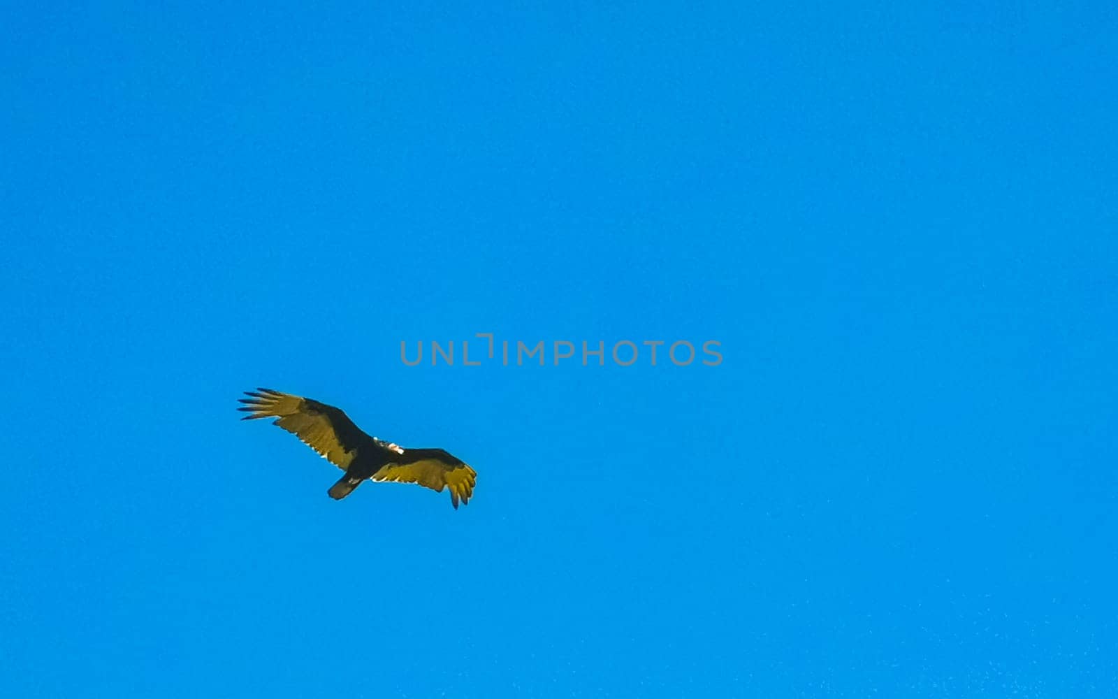 Flying vulture eagle bird of prey in blue sky Mexico. by Arkadij