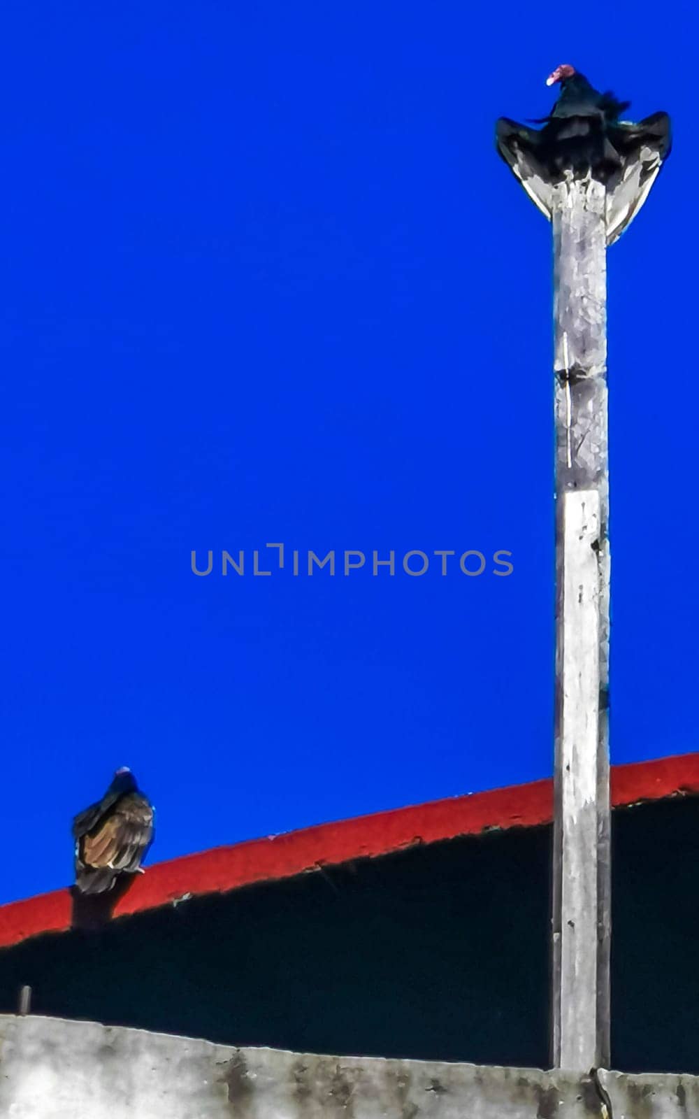 Flying vulture eagle bird of prey in blue sky Mexico. by Arkadij