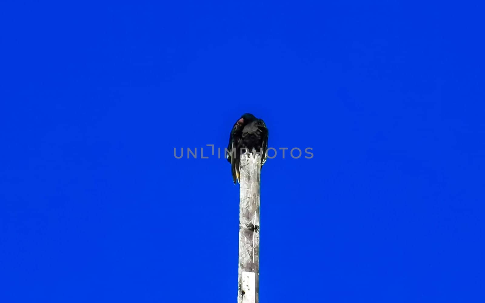 Flying vulture eagle bird of prey in blue sky Mexico. by Arkadij