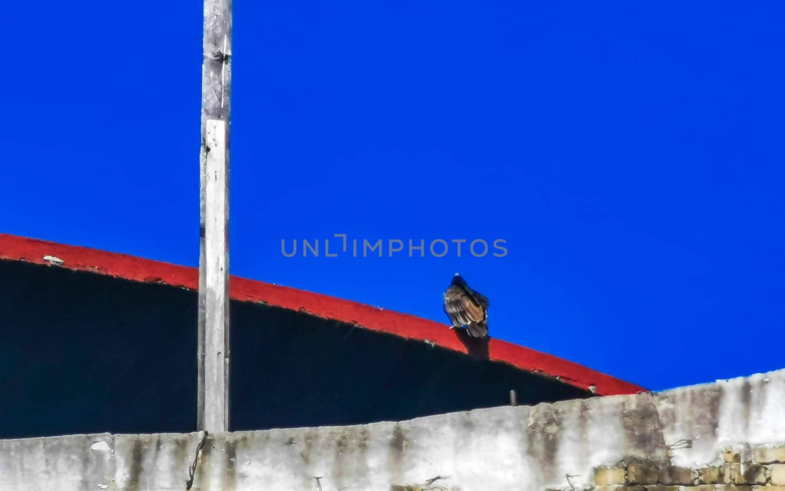 Flying vulture eagle bird of prey in blue sky Mexico. by Arkadij