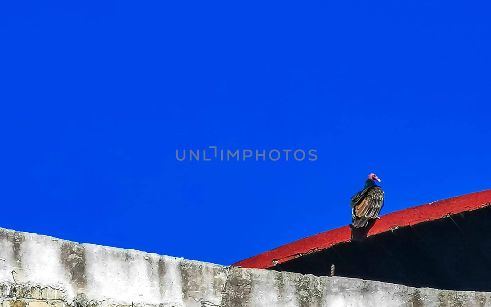 Flying vulture eagle bird of prey in blue sky Mexico. by Arkadij