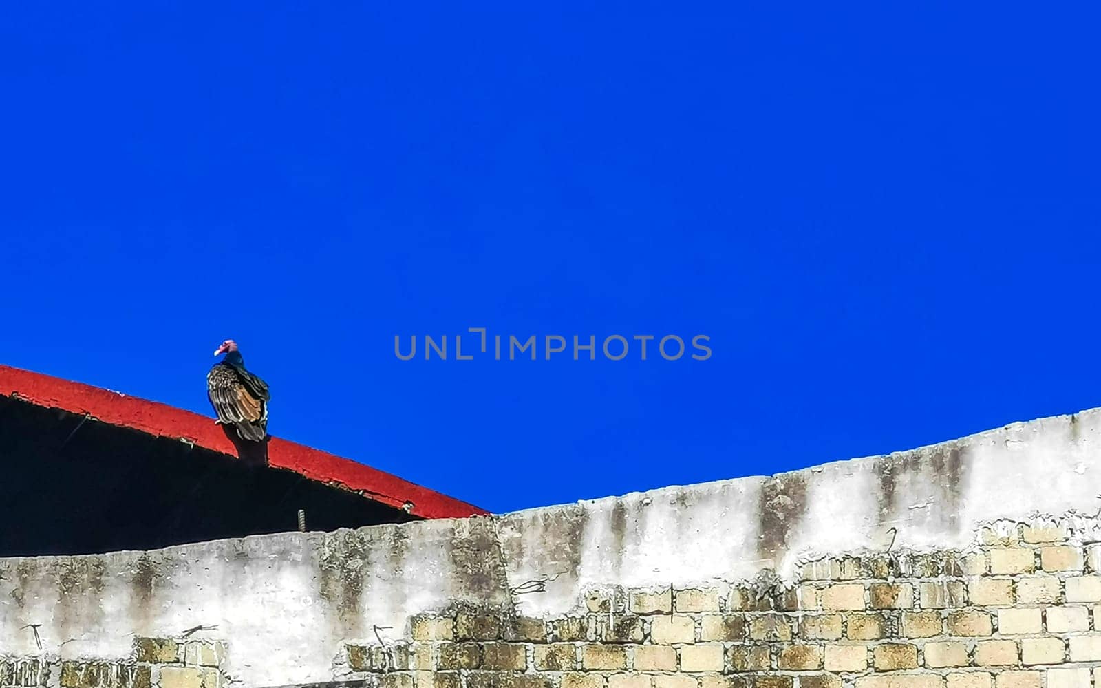 Flying vulture eagle bird of prey in blue sky sitting on post roof tower in Zicatela Puerto Escondido Oaxaca Mexico.