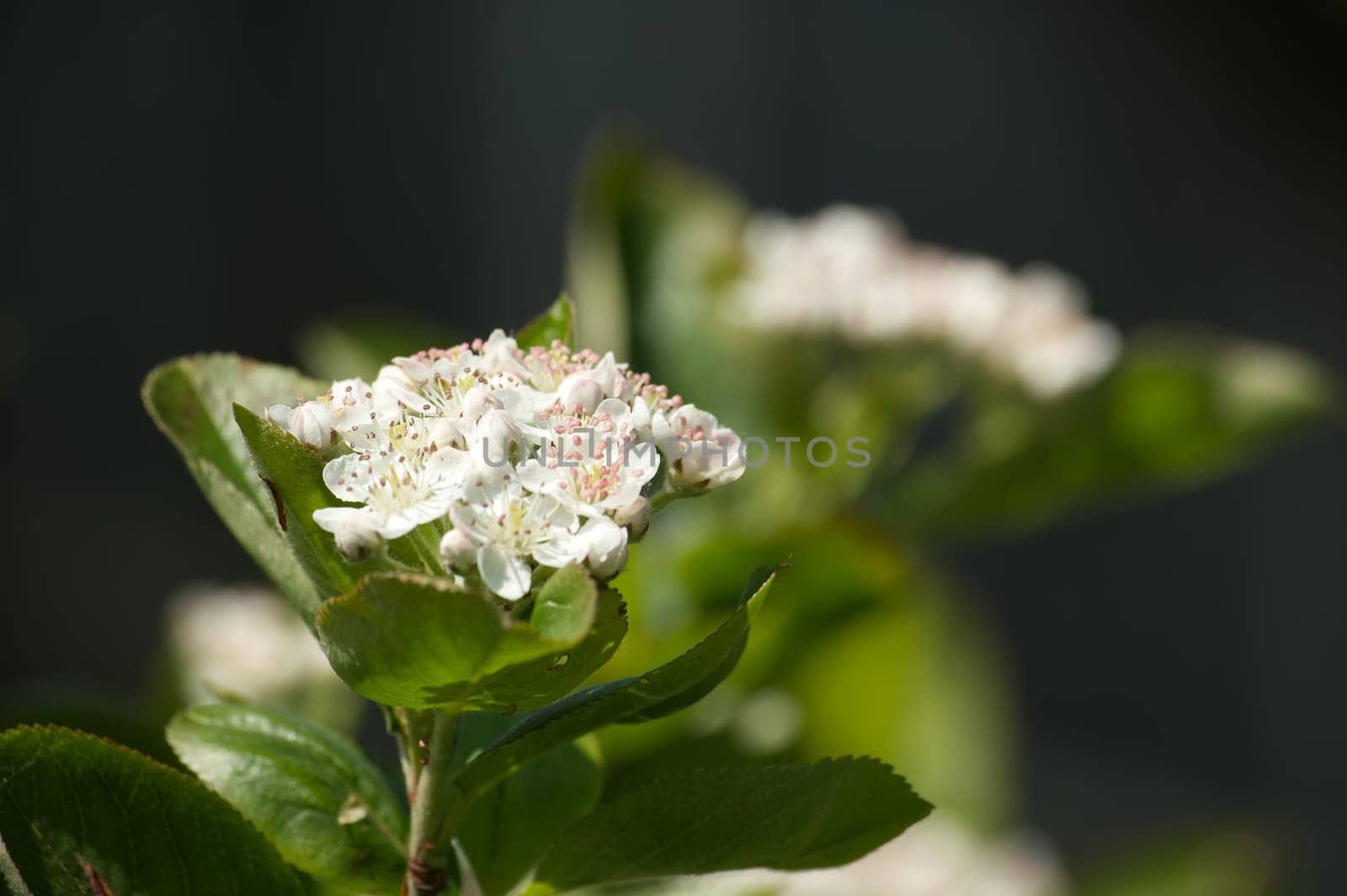 Blooming aronia melanocarpa in closeup. White flowers of black chokeberry, branch of a white flowering chokeberries in closeup