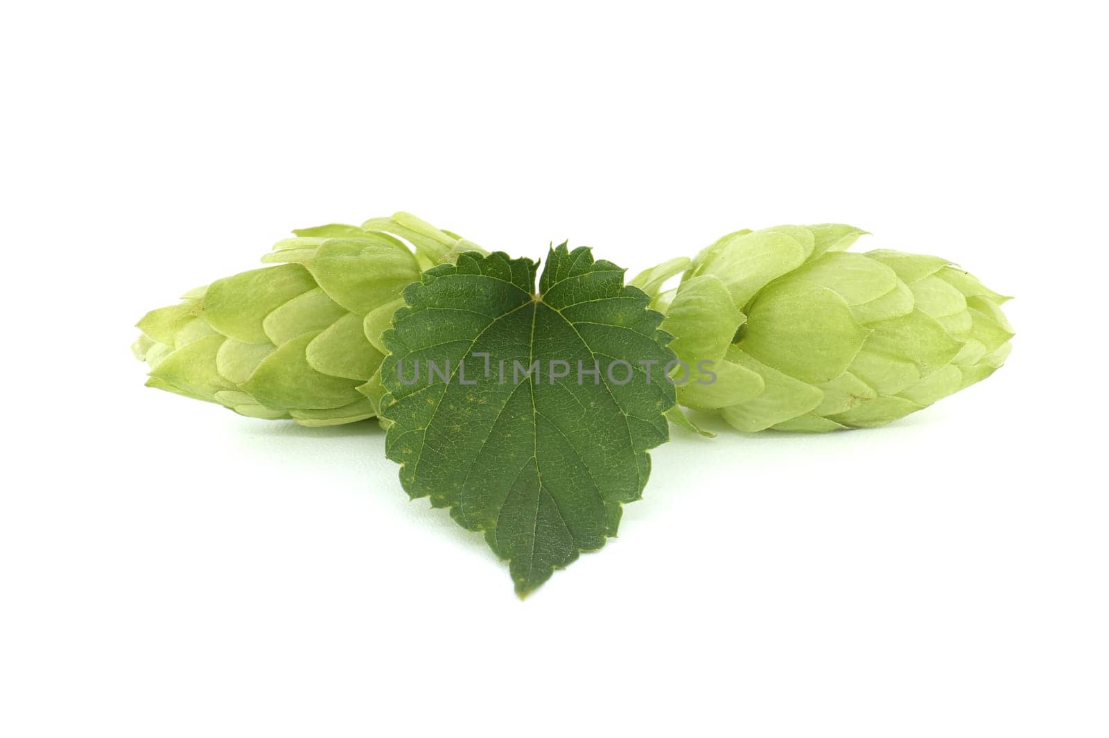 Fresh green hops cones in close up isolated on white background, full depth of field. Humulus lupulus seed cones, beer ingredients, herbal natural medicine