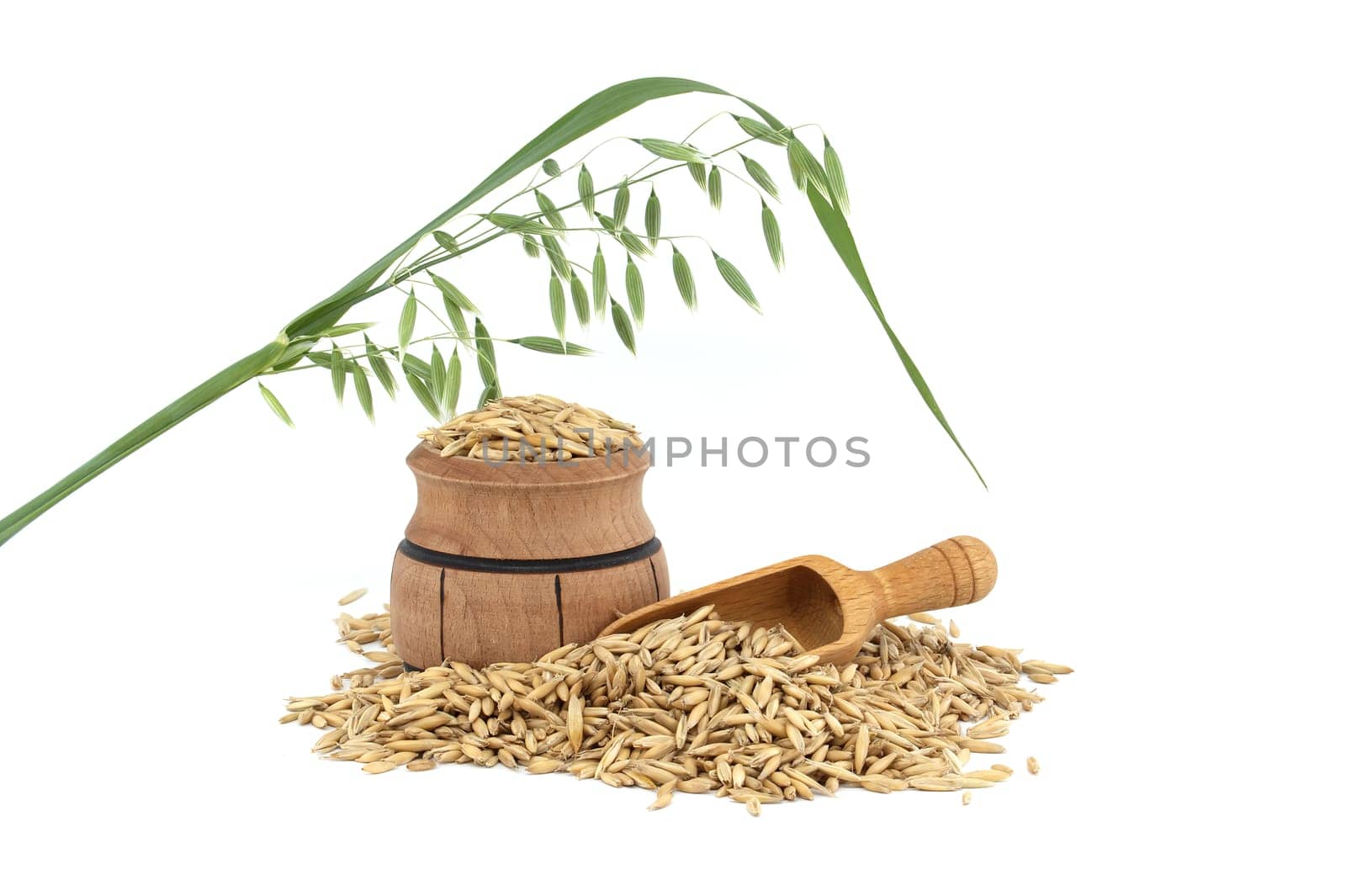 Whole oat grain seeds with hulls or husks isolated on a white background. Agriculture, diet and nutrition