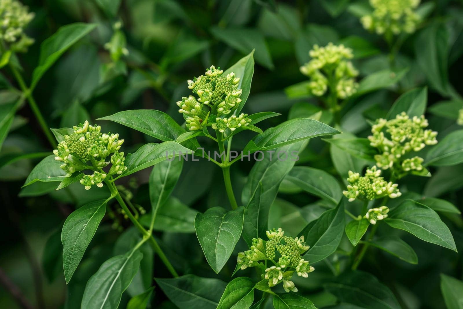 An invasive plant with green flowers and leaves known as alligator.ai generative.