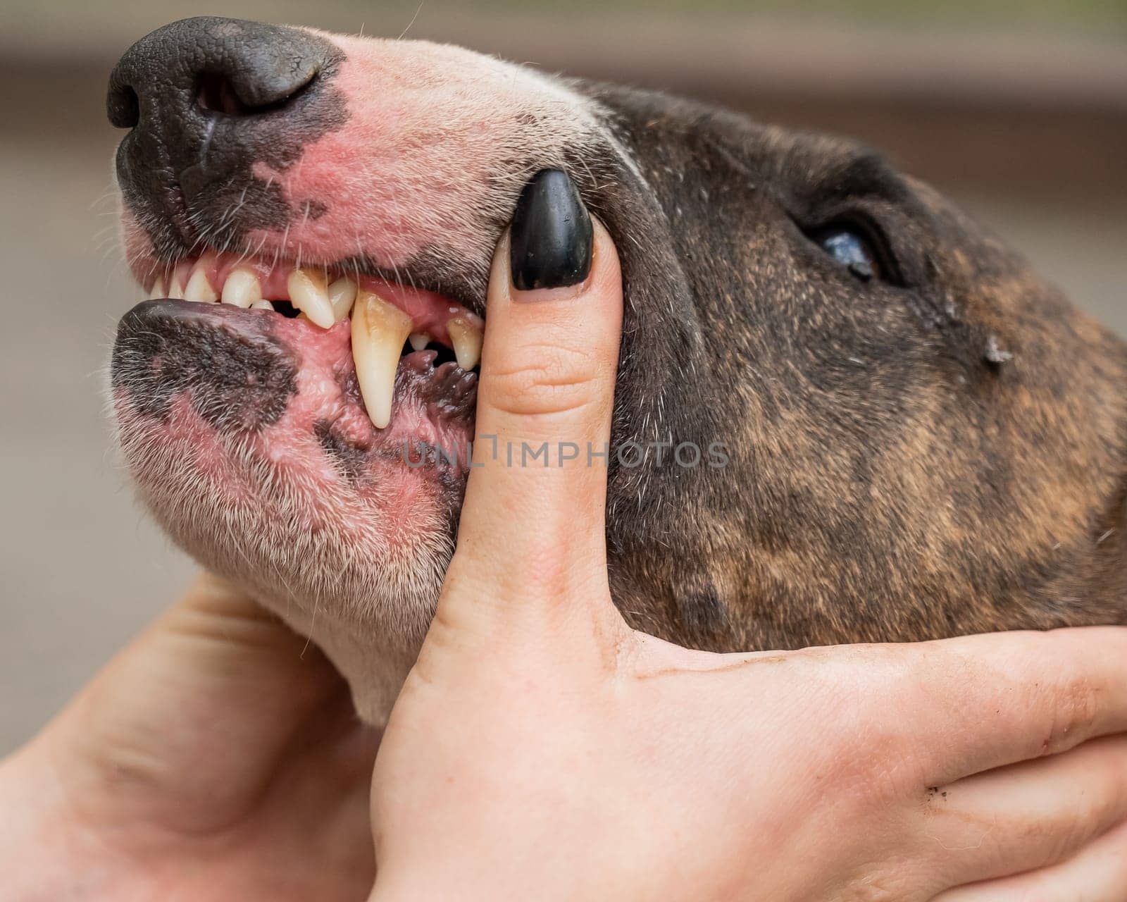 The owner holds the muzzle of a bull terrier showing teeth on a walk. by mrwed54