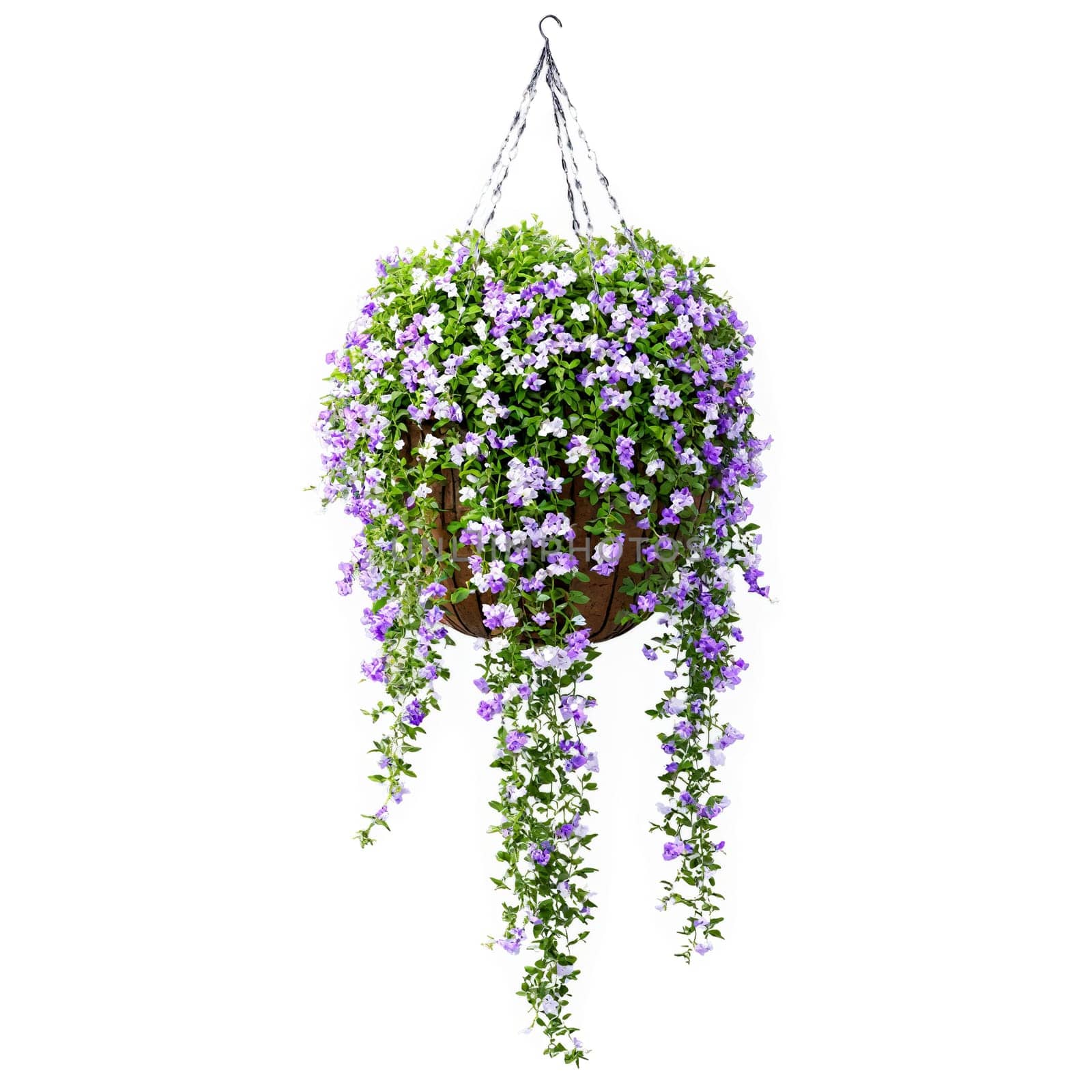 Duranta cascading purple and white flowers on trailing stems in a gray stone hanging basket. Plants isolated on transparent background.