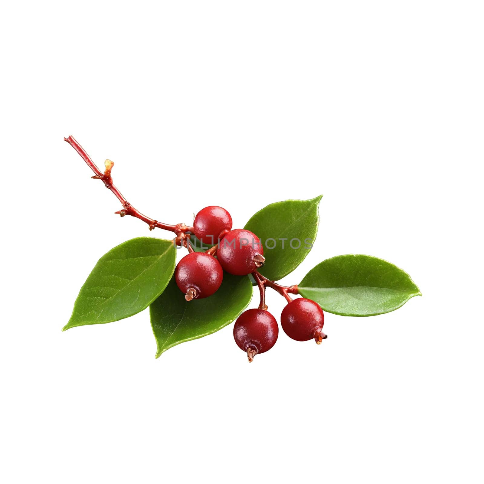 Juicy salal berries cascading glossy leaves spinning juice splattering Gaultheria shallon Food and Culinary concept. Food isolated on transparent background.