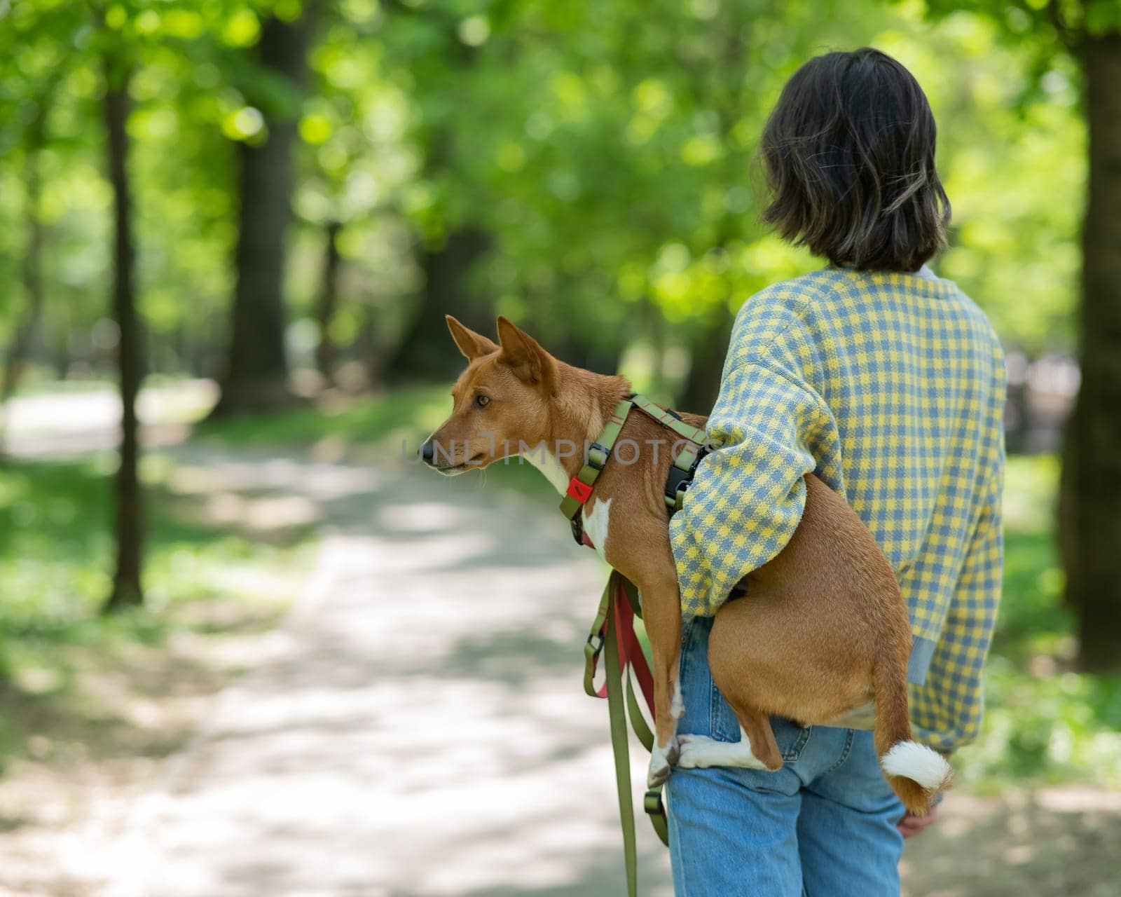 A young beautiful woman holds a dog in her arms for a walk. non-barking african basenji dog