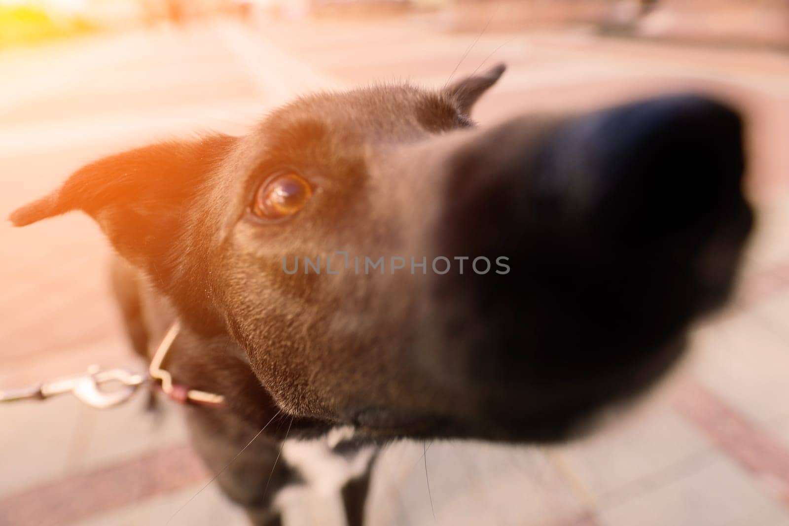 Portrait of animal. Black mongrel dog in the city street