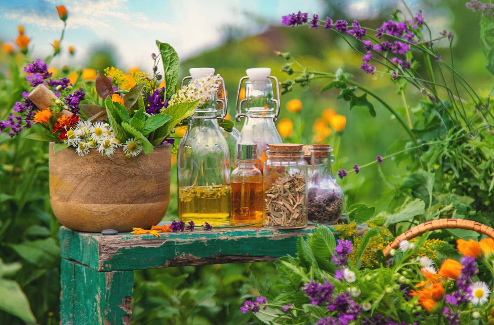 Plants and herbs, nature, alternative medicine. Selective focus Nature