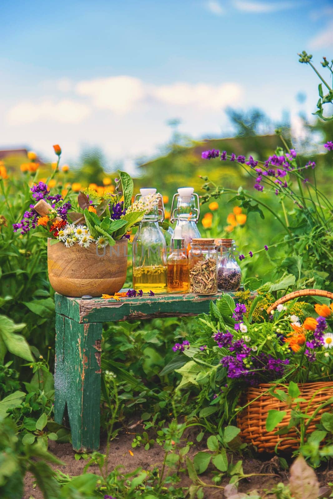 Plants and herbs, nature, alternative medicine. Selective focus Nature