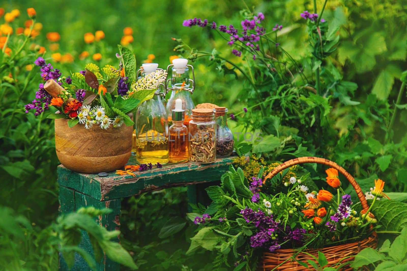 Plants and herbs, nature, alternative medicine. Selective focus Nature