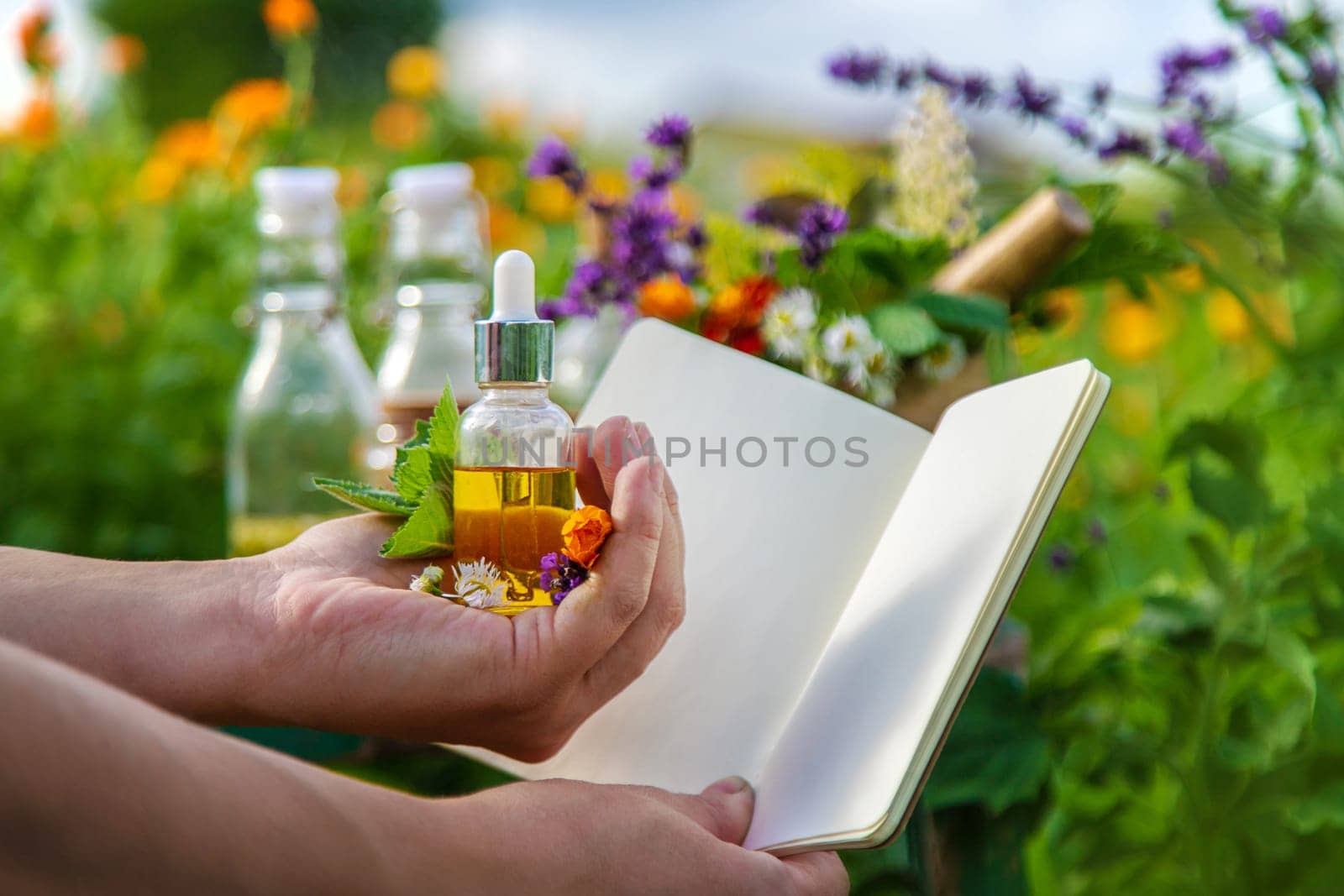 Plants and herbs, nature, alternative medicine. Selective focus Nature