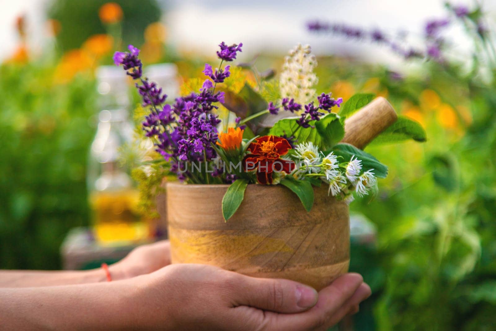 Plants and herbs, nature, alternative medicine. Selective focus Nature