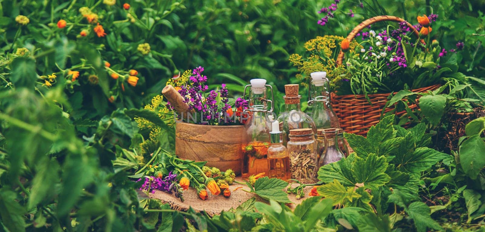 Plants and herbs, nature, alternative medicine. Selective focus Nature