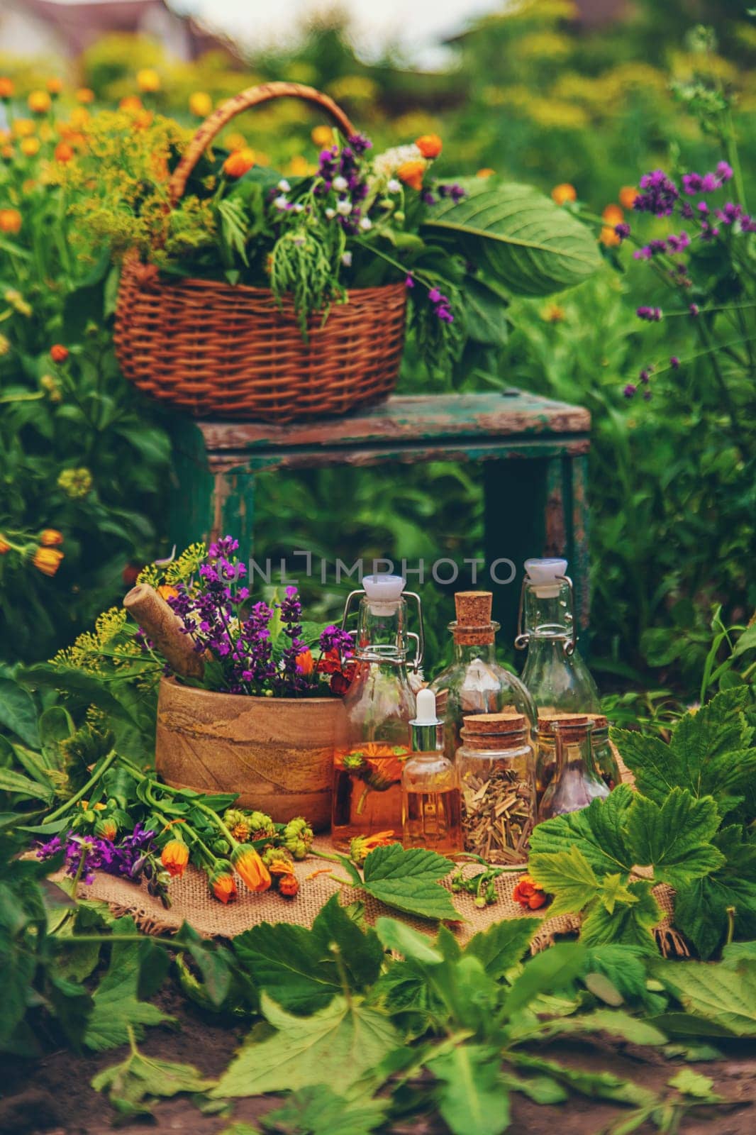 Plants and herbs, nature, alternative medicine. Selective focus Nature