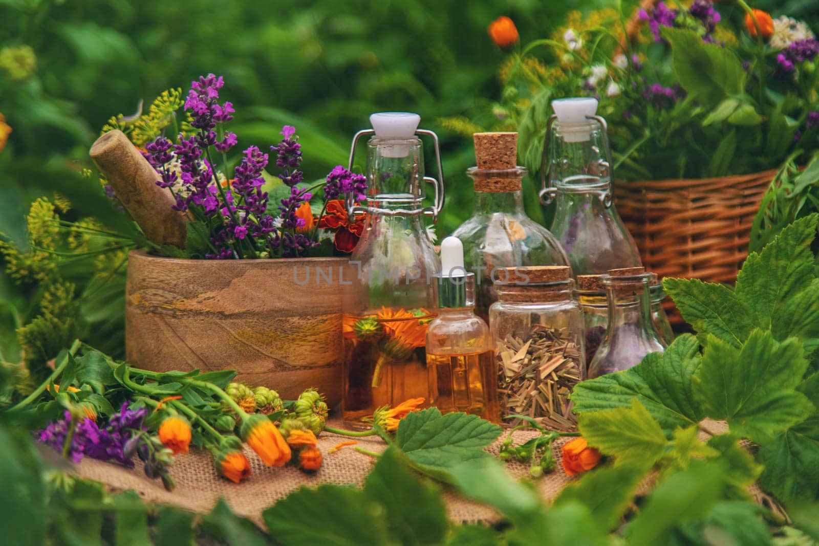 Plants and herbs, nature, alternative medicine. Selective focus Nature